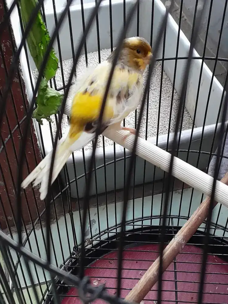 Kenari seri kecil/Lokal