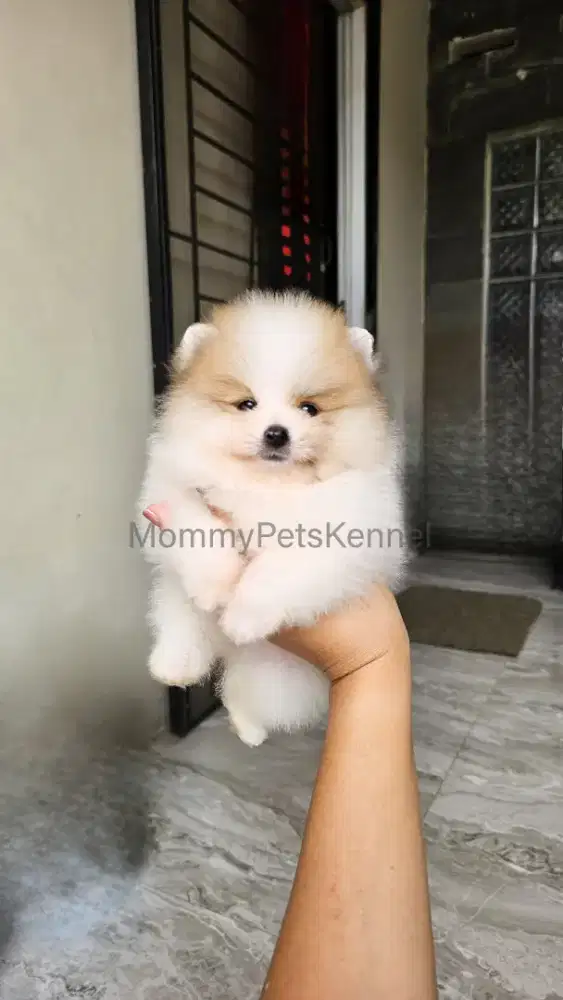 Supermini Pom pomeranian anjing puppy minipom