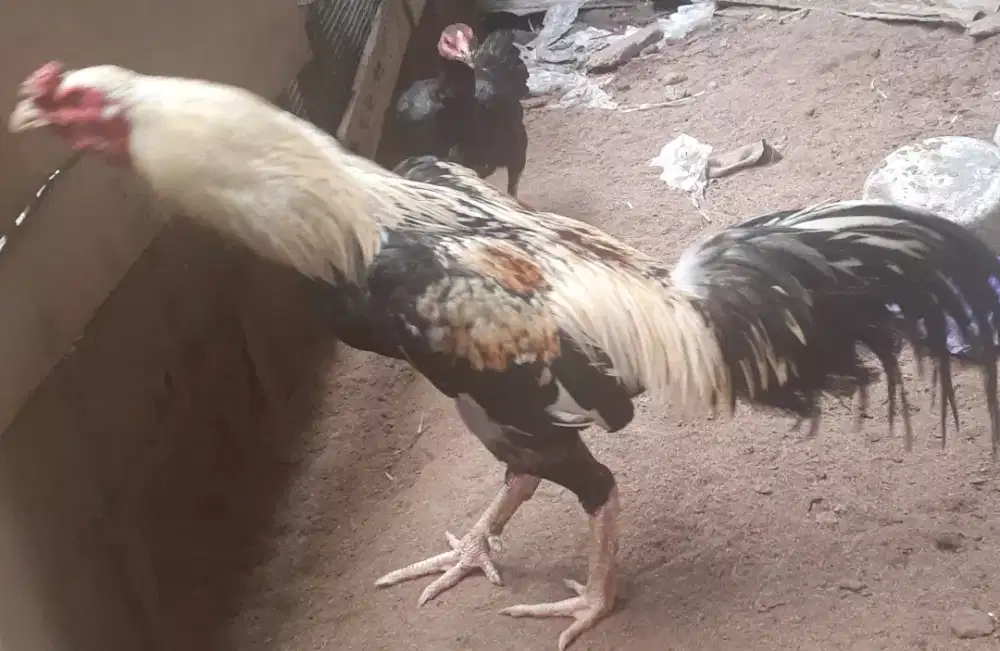 Di jual cpt 1 ekor jago ayam bangkok turunan bagus, ukuran besar