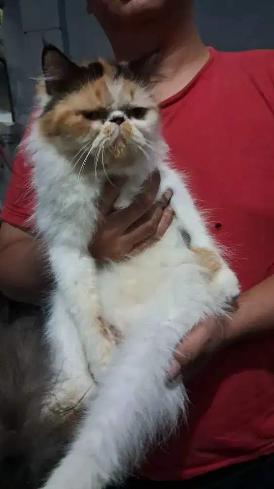 Persia peaknose & Persia medium (betina)