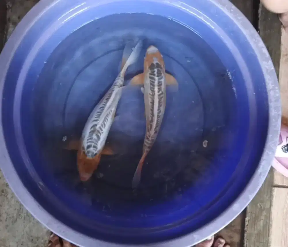 Ikan koi shusui 30cm