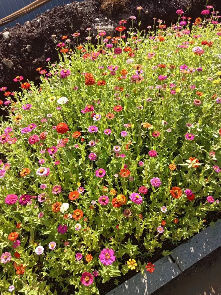 2 ART Khusus Perempuan