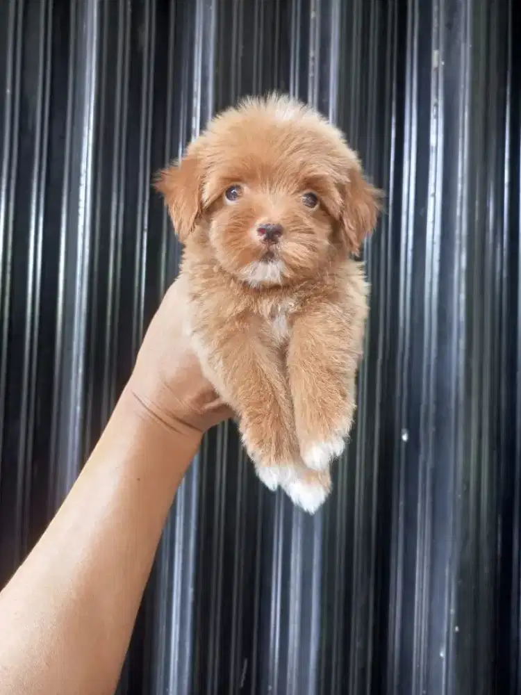 MALTIPOO / Maltipoo puppy