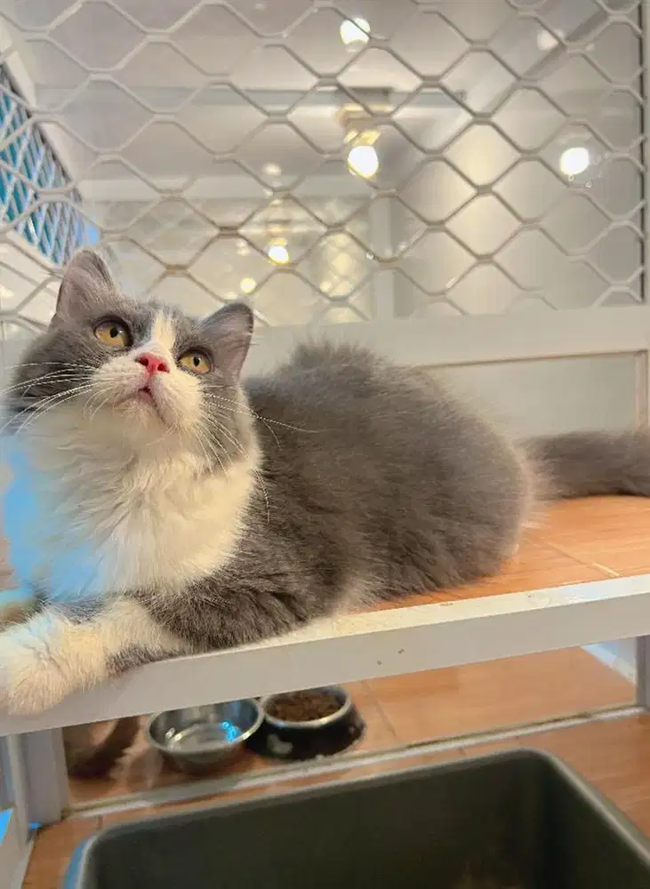 British long hair bicolour female (BSH/BLH)