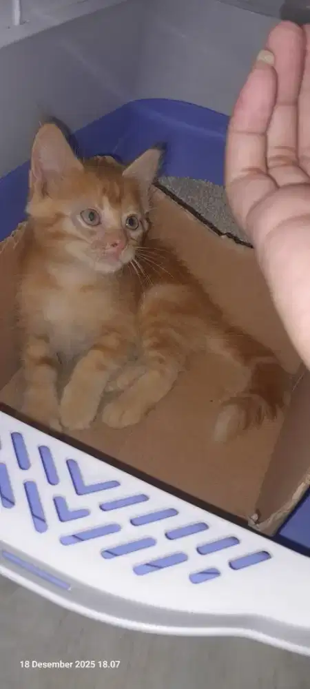 Kucing kitten Mix Mc