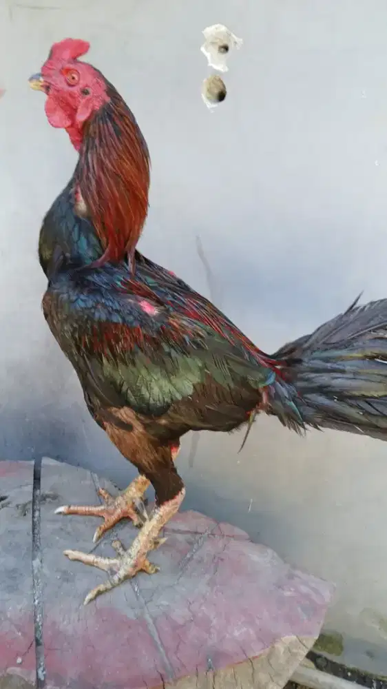 Ayam Pakhoy ,Bangkok ,Mangon