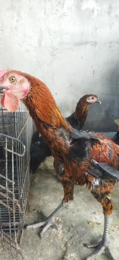 Jual ayam pelung sepasang