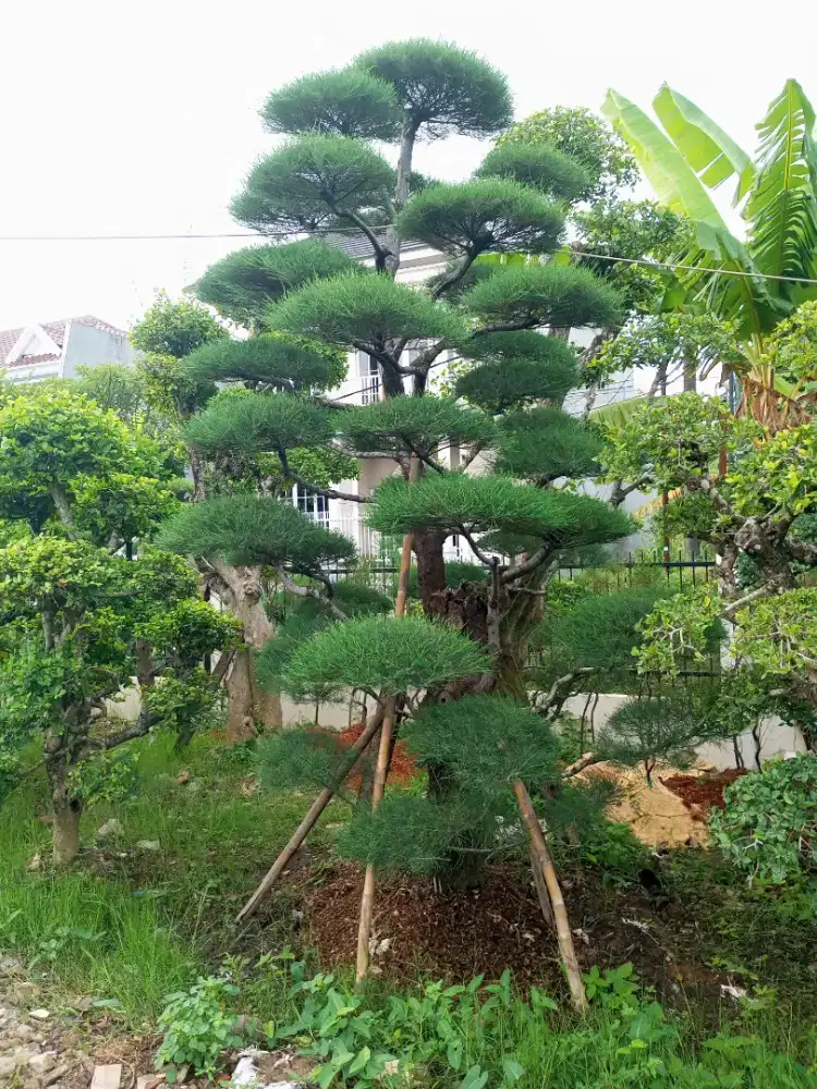 Pohon bonsai Cemara udang