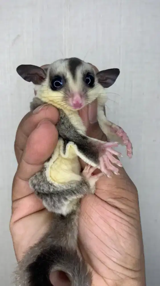 Sugar Glider Clasic Grey