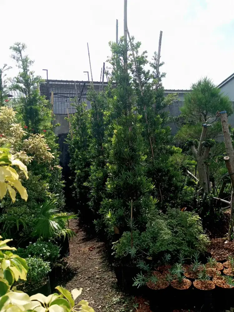 Jual tanaman lohansung