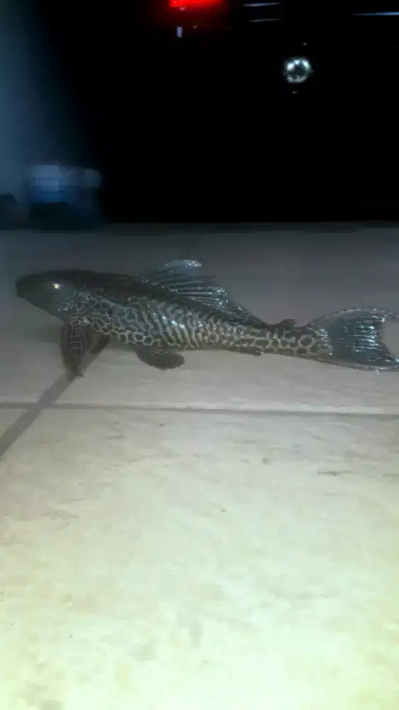 Ikan sapu sapu hitam