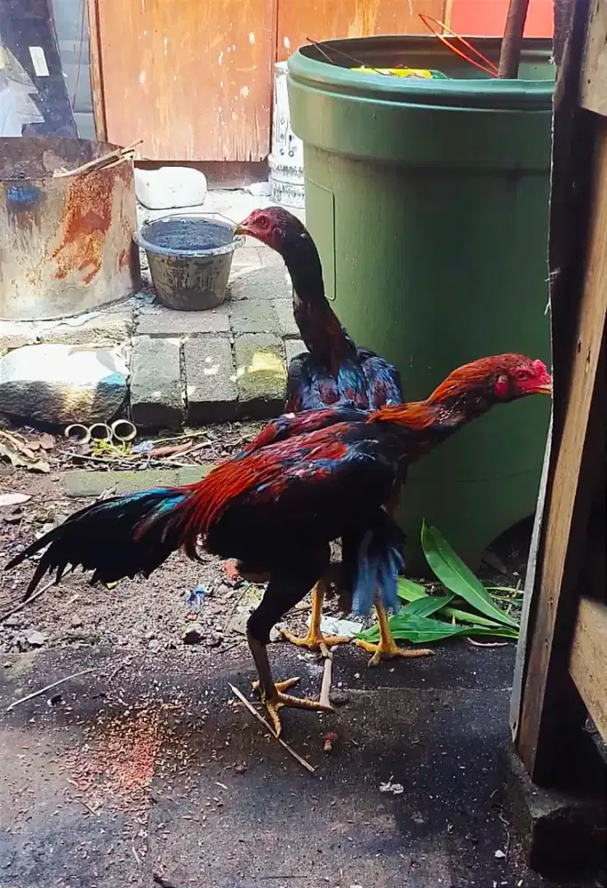 Ayam jago bangkok
