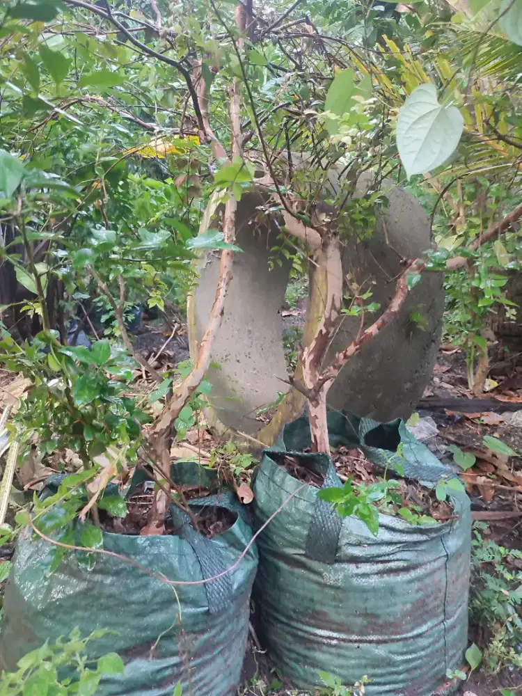 Jual borongan anggur brasil