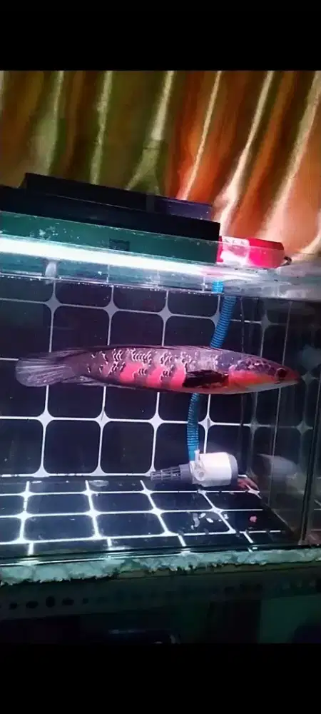 ikan chana red barito