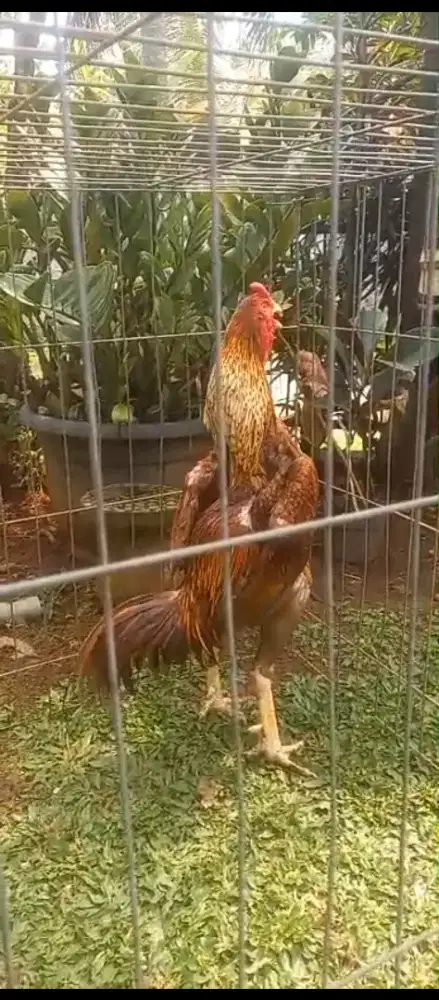 Ayam shamo eropa line frank