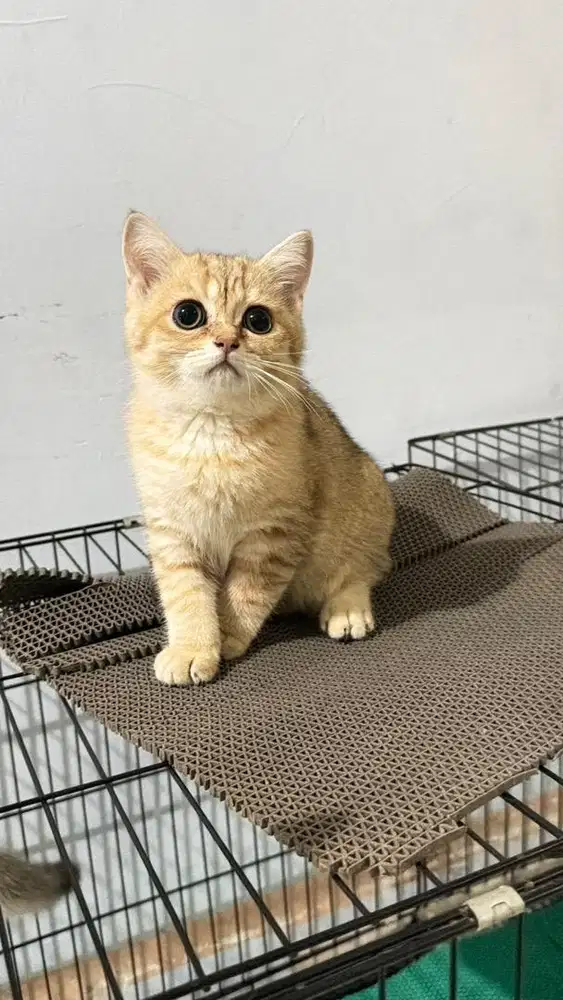 Kucing BSH Golden NY 12