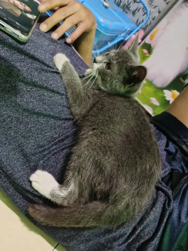 Kucing scotiish straigh jantan