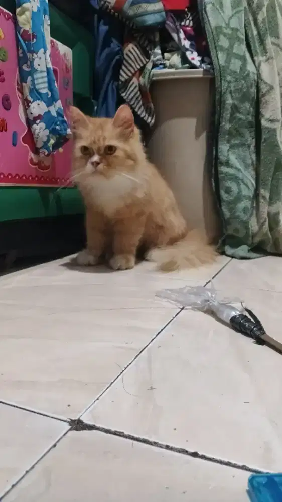 Kucing flatnose betina