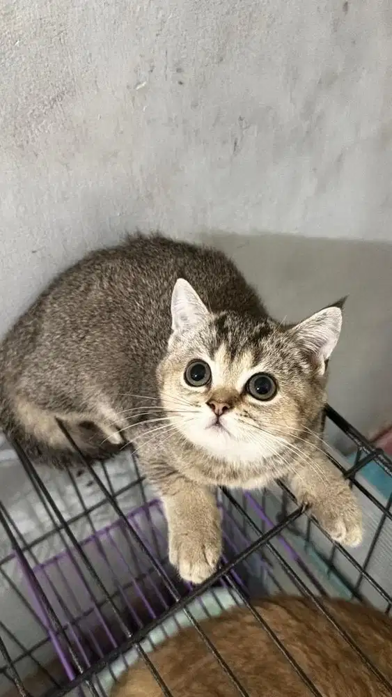 Kucing BSH Golden NY25