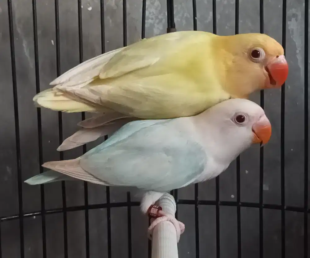 Burung Lovebird love bird Biola PB Euwing PF x Biola Blue PF paud