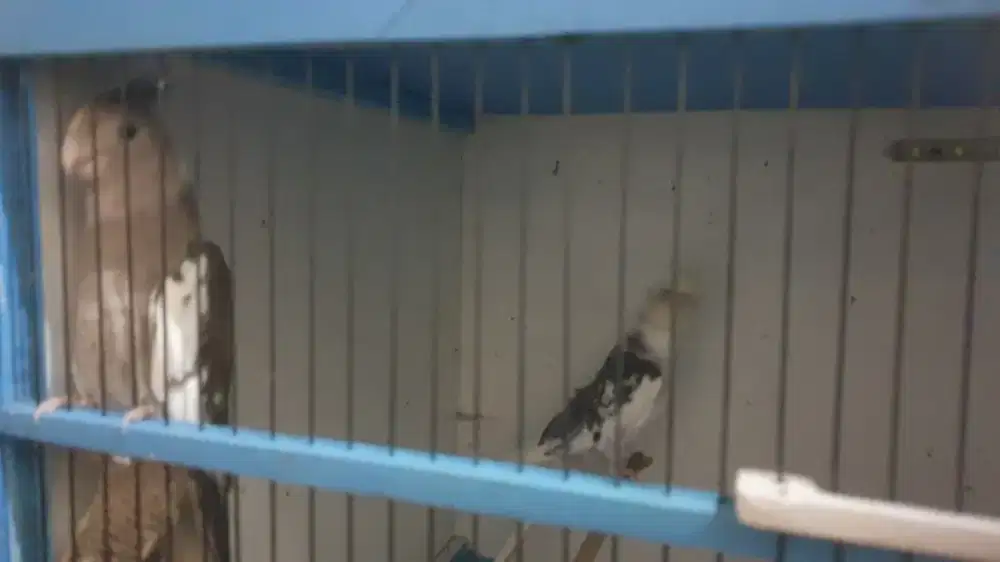 Burung falk/ parkit australi white face