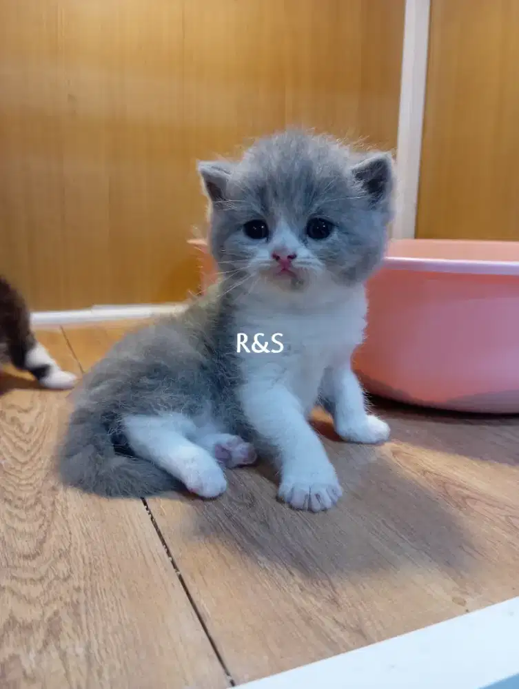 Kitten British Shorthair pure jantan & betina
