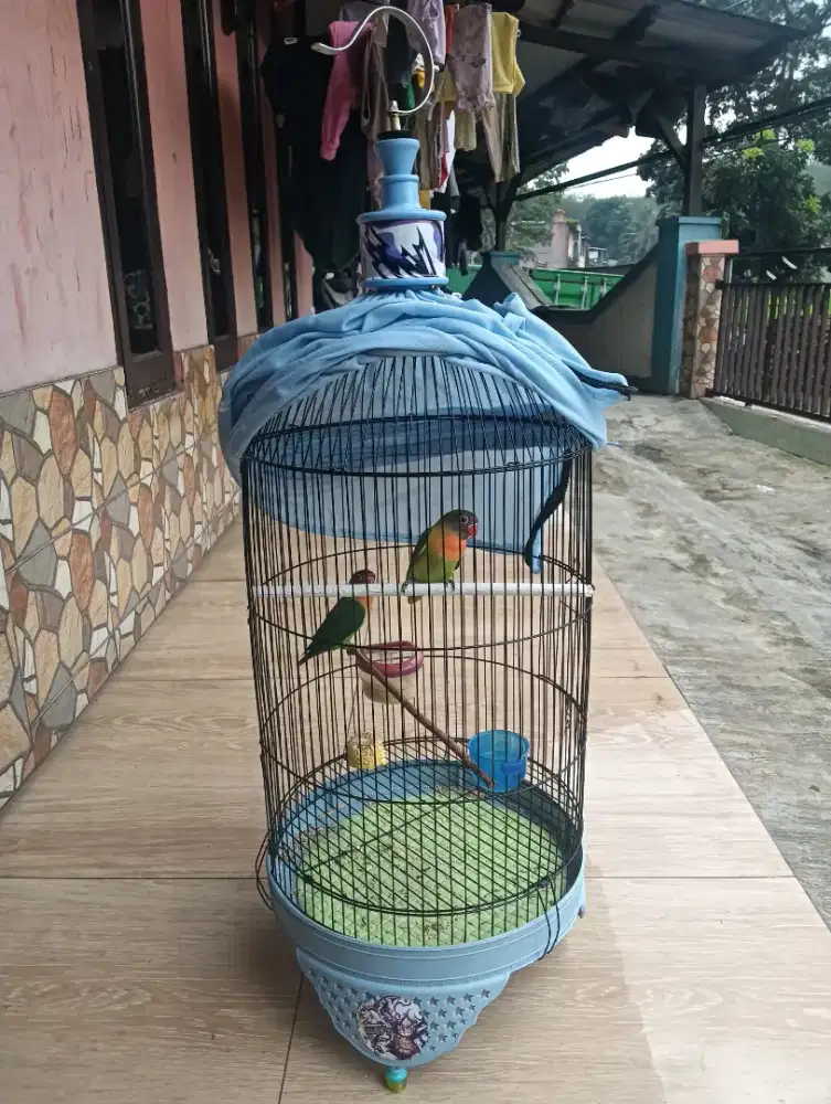 lovebird hijauan 2 paud