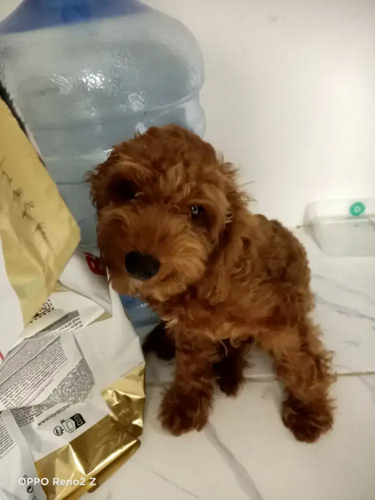 Anjing poodle jantan usia 3 bulan