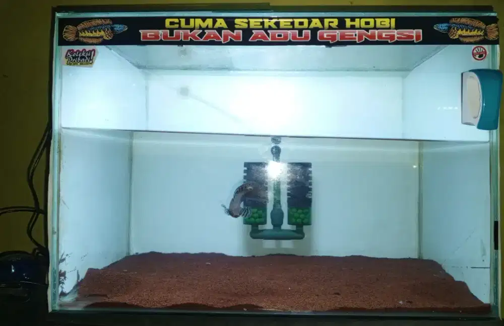 Jual aquarium fullset 60x40x40