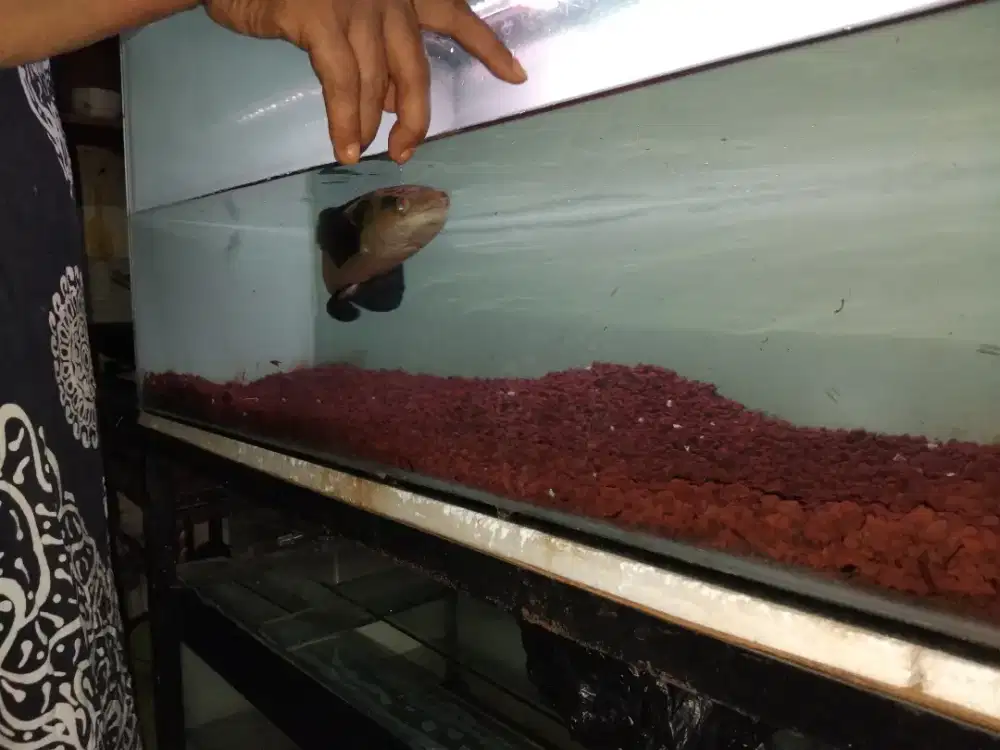 Chana Maruliodes Maru Yellow Sentarum