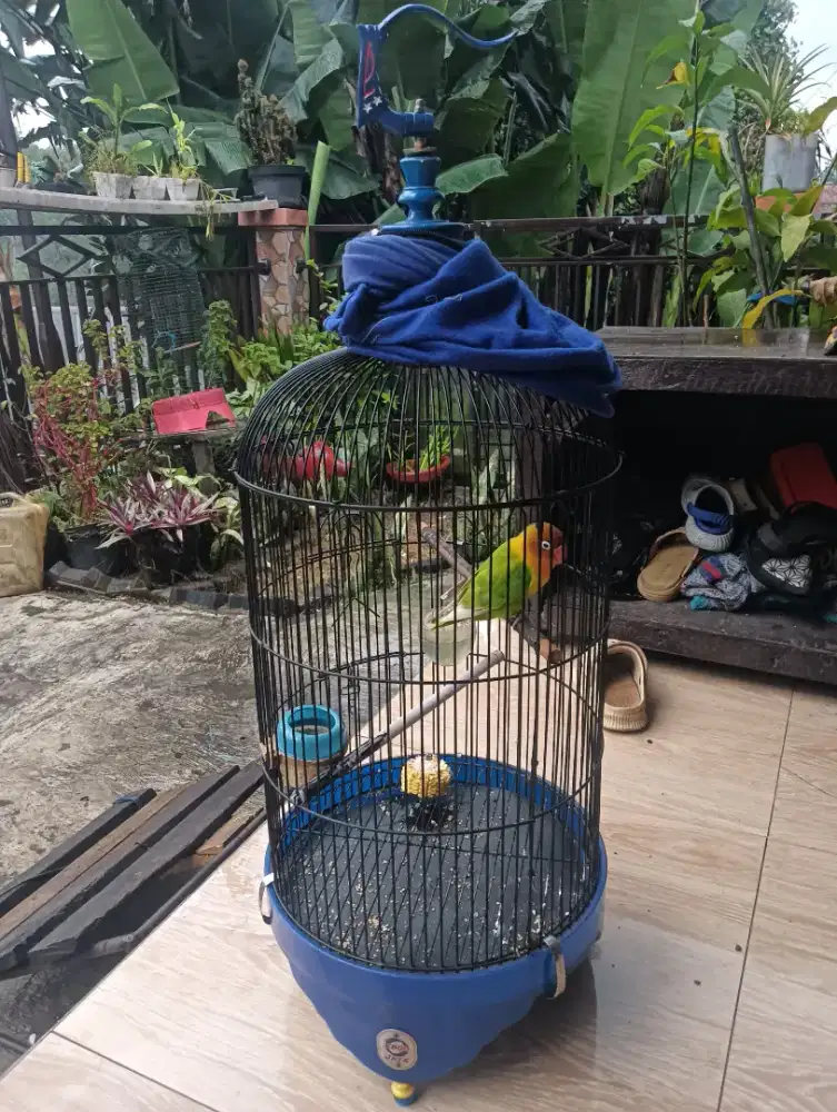 lovebird gacor harian