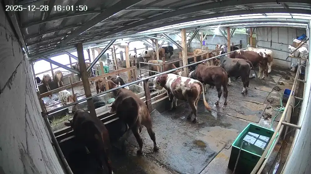 Rumah kandang peternakan sapi, kebun (nego)