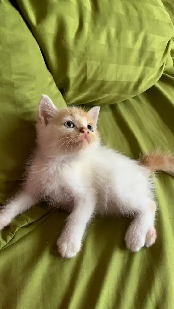 Kucing Kitten Persimed Mix