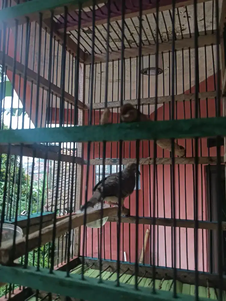 burung perkutut