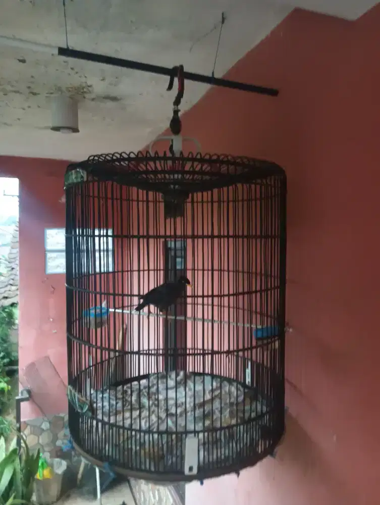 jalak kebo rajin bunyi