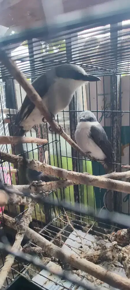 Jinjing petulak jawa jinak, gacor sepasang