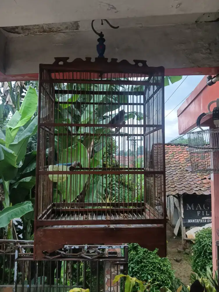 trukcuk harian kandang jati