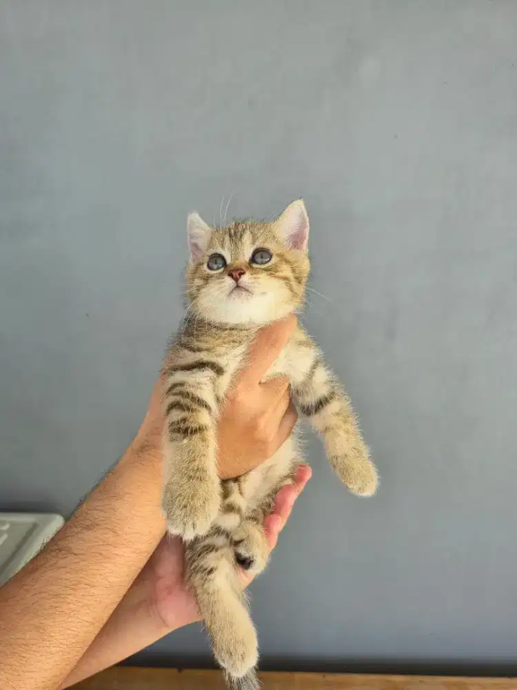 KITTEN BSH TABBY JANTAN 2 BULAN