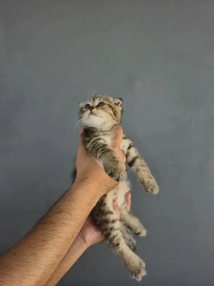 KITTEN BSH SCOTTISH TABBY JANTAN 2 BULAN