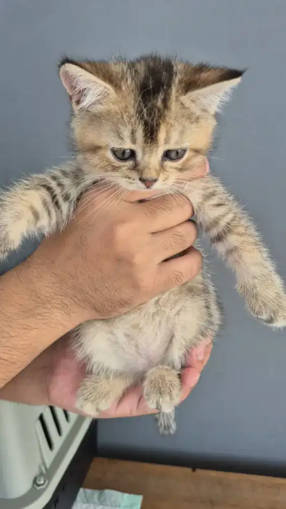 KITTEN BSH GOLDEN BLACK 2 BETINA 2 BULAN