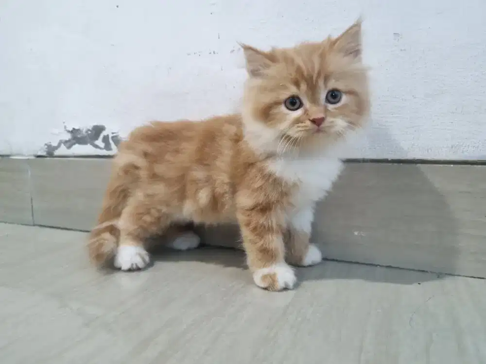 Kucing Kitten Persia