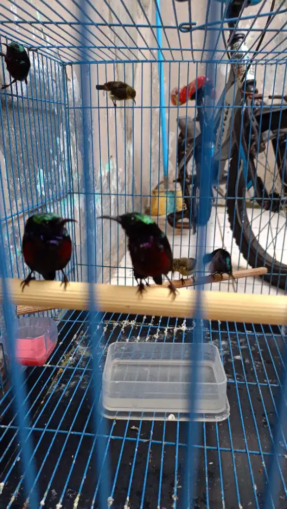 burung kolibri ninja