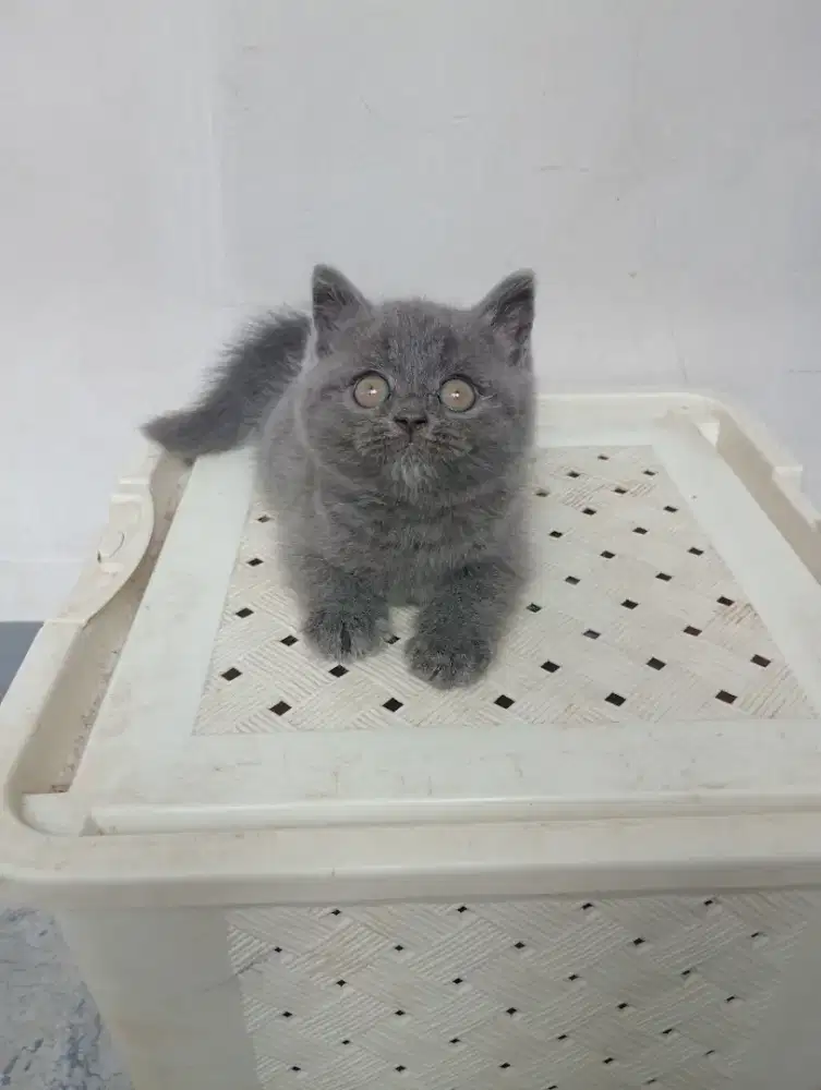 BRITISH SHORTHAIR/BSH