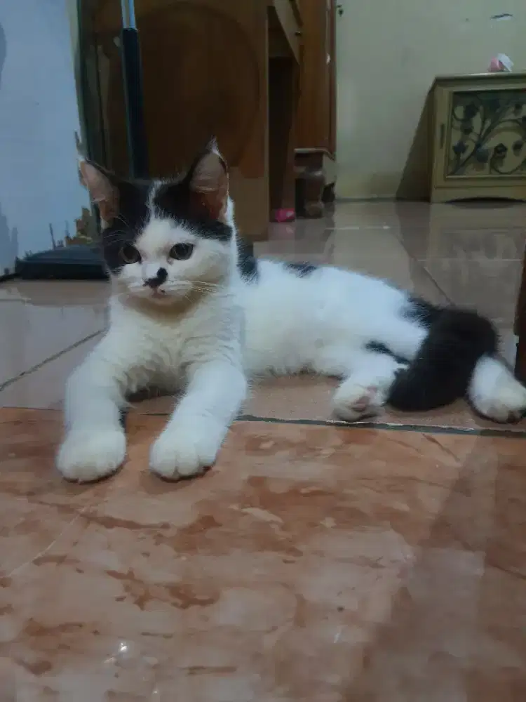 MIXBREED BRITISH SHORTHAIR DAN RAGDOLL