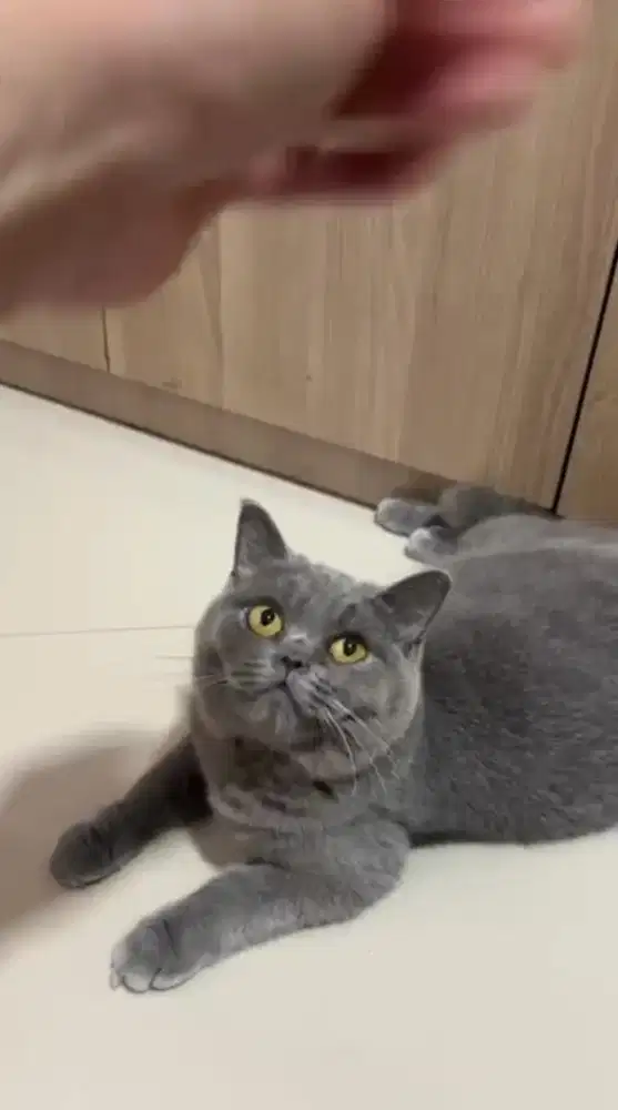 Kucing BSH manja lucu gemes