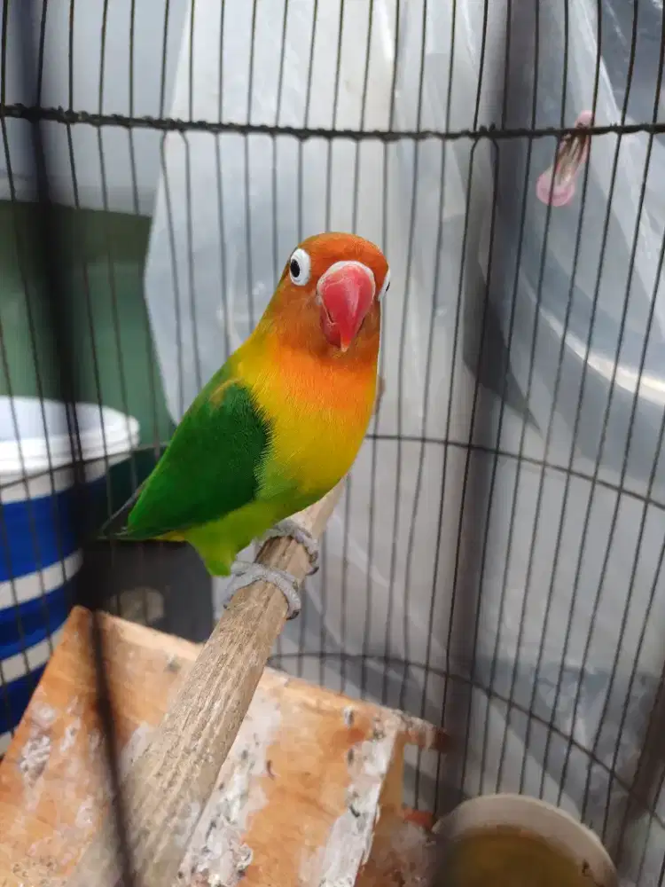 Lovebird Biola Hijau