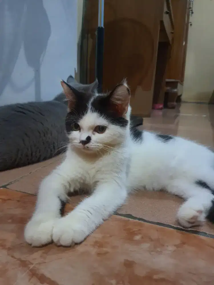 BRITISH SHORTHAIR DAN RAGDOLL