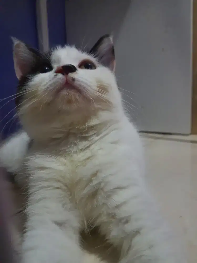 KUCING MIXBREED RAGDOLL DAN BSH