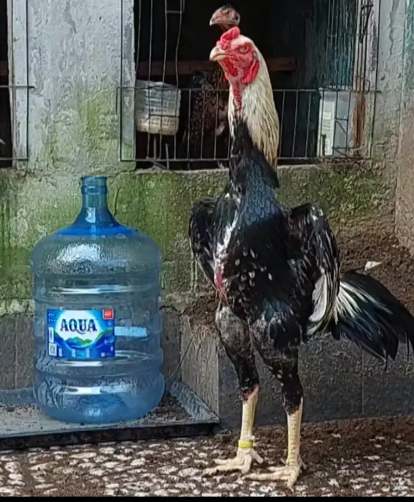 Ayam Shamo Eropa Line Zuchter Ori