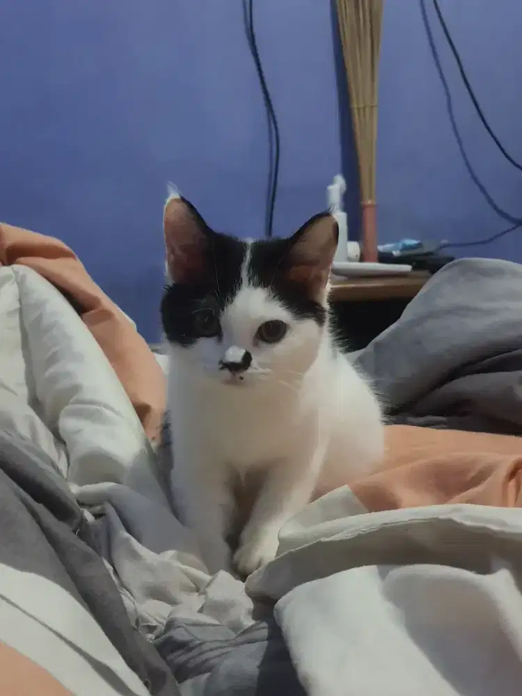 RAGDOLL DAN BSH MIX BREED